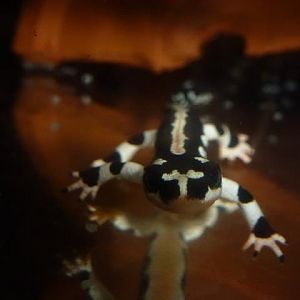 Kaiser's spotted newt, October 2013.