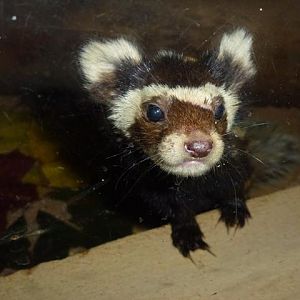 Marbled polecat, October 2013.