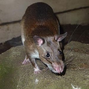 Emin's giant pouched rat, October 2013.
