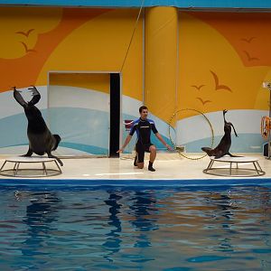 Northern fur seals, June 2013.