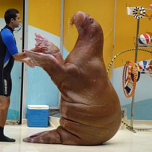Dancing walrus, June 2013.