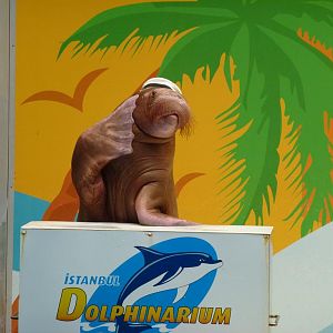 Saluting walrus, June 2013.