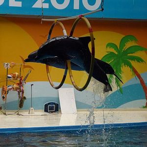 Black Sea bottlenose dolphins, June 2013.