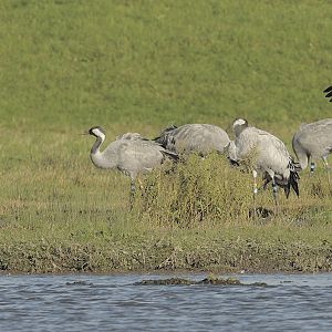 Great Crane Project birds at Slimbridge