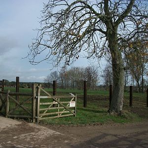 Former Elephant and Collared Peccary paddock areas being converted for Indi