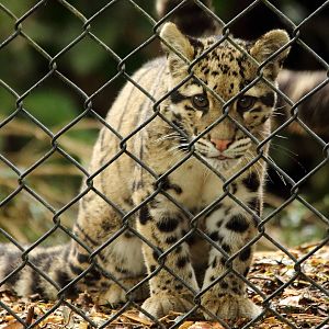 8 week old Clouded leopard