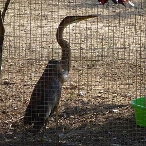 Purple heron, July 2013.