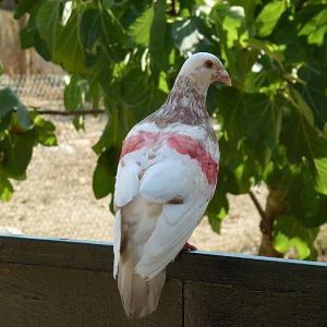 Feral pigeon, July 2013.