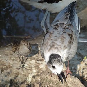 Whiskered tern, July 2013.