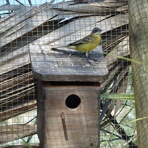 Grey wagtail, July 2013.