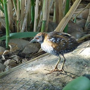 Baillon's crake, July 2013.