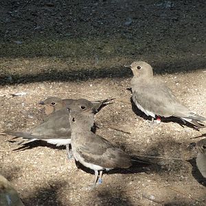 Common pratincole, July 2013.