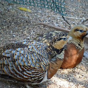 Pin-tailed sandgrouse, July 2013.