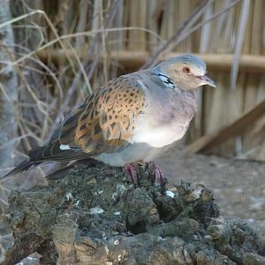 Turtle dove, July 2013.