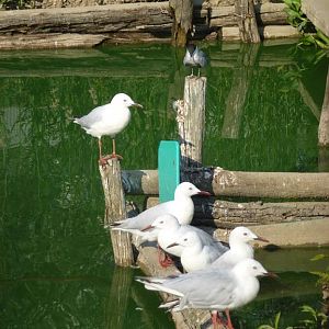 Slender-billed gulls, July 2013.