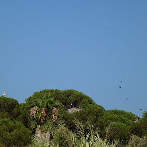 Wild white storks and black kites, July 2013.