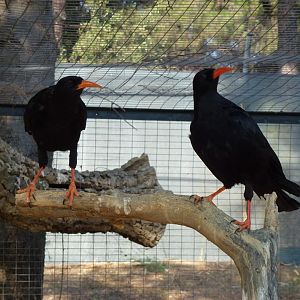 Red-billed chough, July 2013.