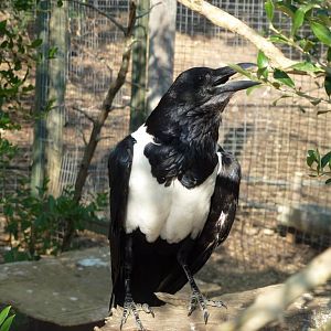 Pied crow, July 2013.
