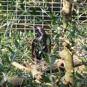 Spotless starling, July 2013.