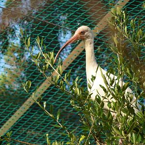 American white ibis, July 2013.