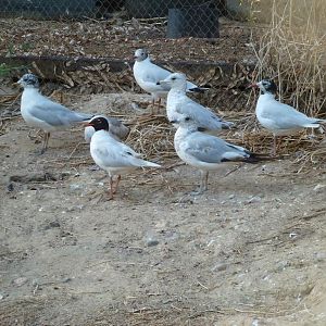 Group of gulls, July 2013.