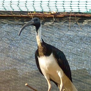 Straw-necked ibis, July 2013.