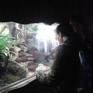 Frog enclosure
