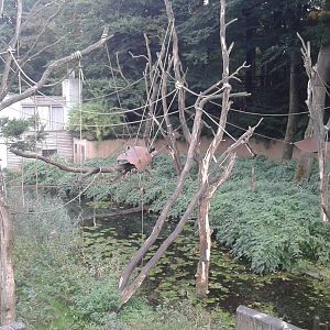 Enclosure White-throated capucines