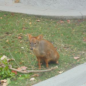 Pudu