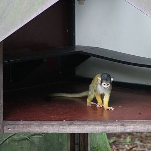Squirrel monkey in a shelter