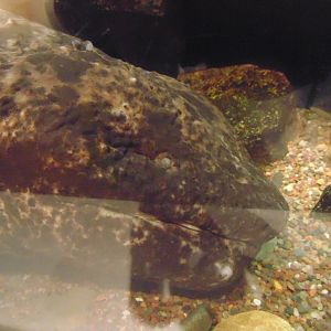 Japanese Giant Salamander Face