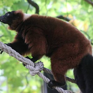 Red ruffed lemur