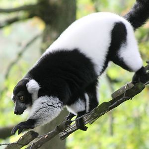 Black and white ruffed lemur