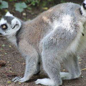 Ring-tailed lemur