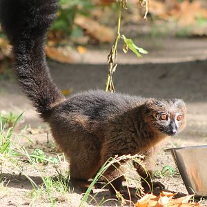 Red-bellied lemur