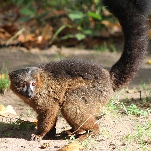 Red-bellied lemur
