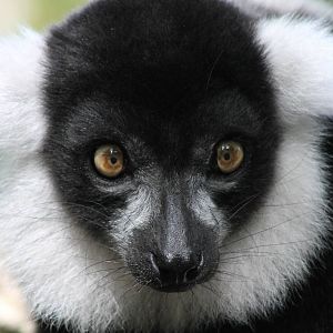 Black and white ruffed lemur