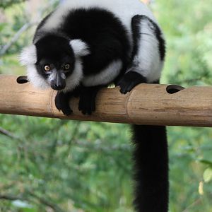Black and white ruffed lemur