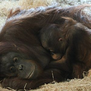 Orang utan with young
