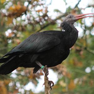 Northern bald ibis