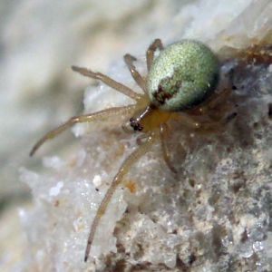 Cob-web Spider (Anelosimus aulicus)