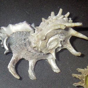 Dolphin Shell (Angaria delphinus)