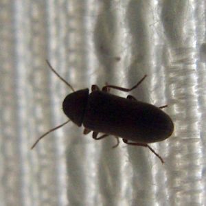 Common Furniture Beetle (Anobium punctatum)