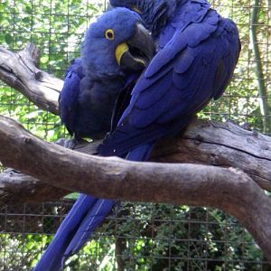 Hyacinth Macaws (Anodorhynchus hyacinthinus)