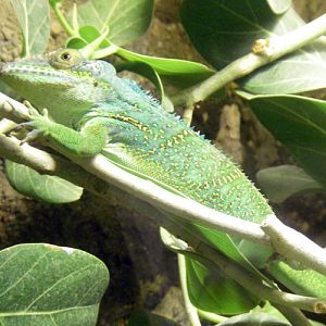 Baracoa Anole (Anolis baracoae)