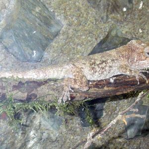 Western Bearded Anole (Anolis barbatus)