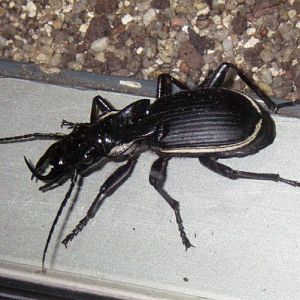 Great Predator Ground Beetle (Anthia cinctipennis)