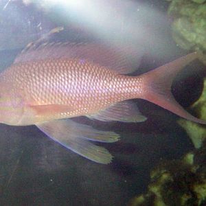 Swallowtail Seaperch (Anthias anthias)