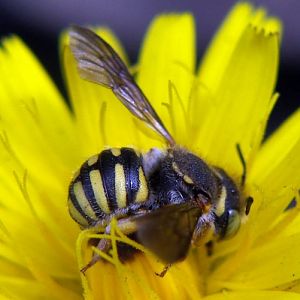 European Wool Carder Bee (Anthidium manicatum)