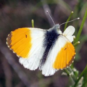 Common Orange Tip (Anthocharis cardamines)